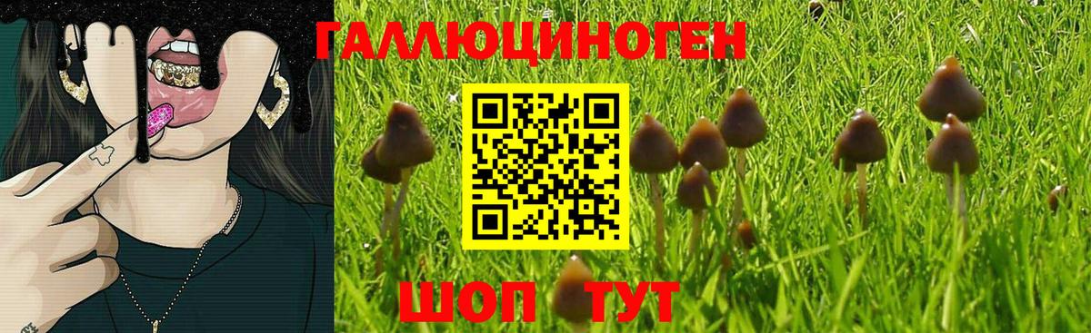 Галлюциногенные грибы Psilocybe Шахты
